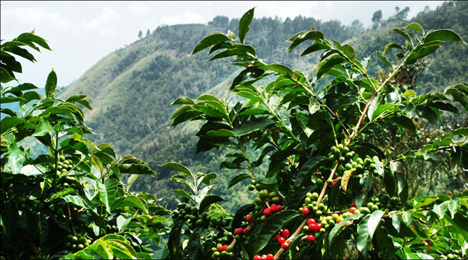 kintamani bali coffee plantations