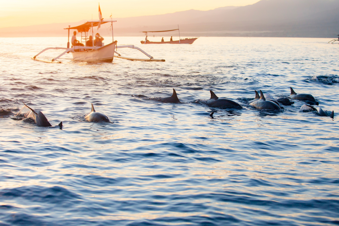 Experience an early morning dolphin watching tour in Lovina, Bali Dolphin Watching Tour in Lovina