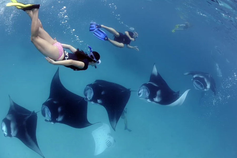 Swim with Majestic Manta Rays in Nusa Penida Manta Rays in Nusa Penida